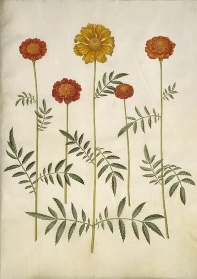 Tagetes patula (strimmet fløyelsblomst) av Hans Simon Holtzbecker