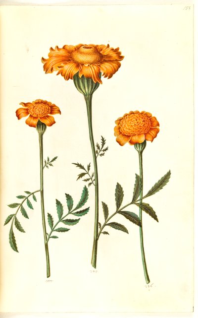 Tagetes patula (strimmet fløyelsblomst) av Hans Simon Holtzbecker