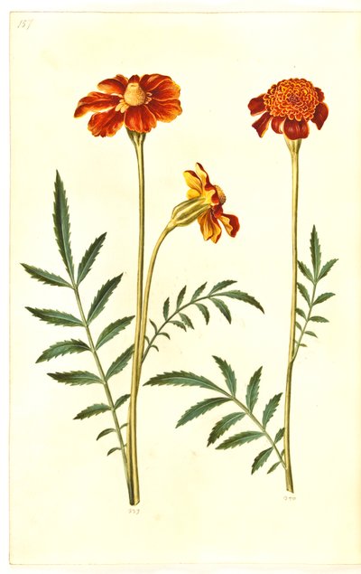 Tagetes patula (strimmet fløyelsblomst) av Hans Simon Holtzbecker