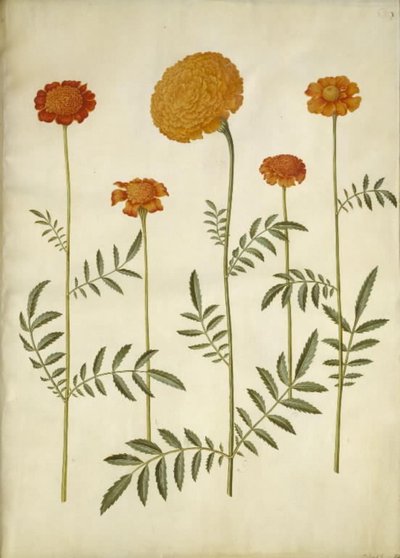Tagetes patula (barret fløyelsblomst); Tagetes erecta (oppreist fløyelsblomst) av Hans Simon Holtzbecker