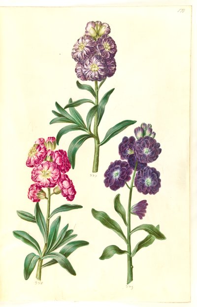 Titelblad. Blomsterkrans av Hans Simon Holtzbecker