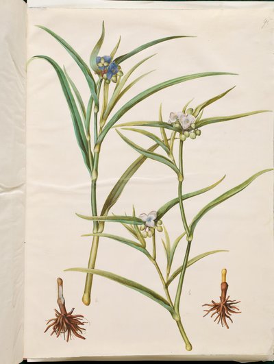 Tradescantia virginiana eller Tradescantia ohiensis (blomster jøde eller ohio blomster jøde) av Hans Simon Holtzbecker