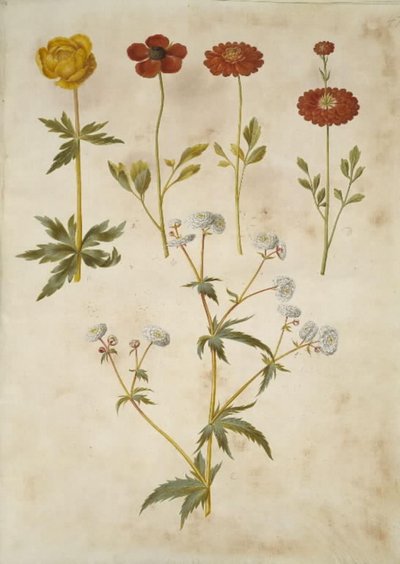 Trollius europaeus (europeisk engplomme); Ranunculus asiaticus (hagesmørblomst); Ranunculus aconitifolius (smørblomst med sølvknapp) av Hans Simon Holtzbecker