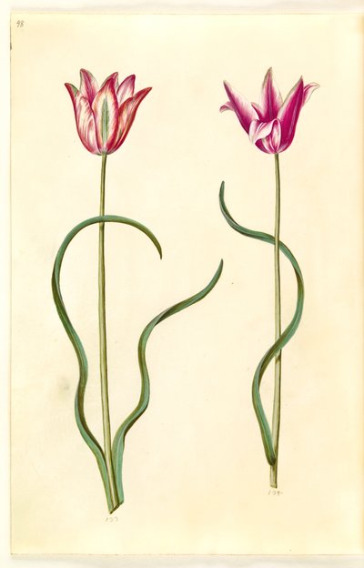Tulipa clusiana (clusius-tulipan) av Hans Simon Holtzbecker