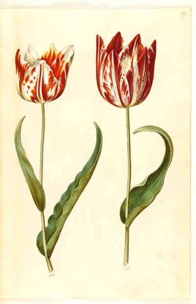 Tulipa gesneriana (har tulipan) av Hans Simon Holtzbecker