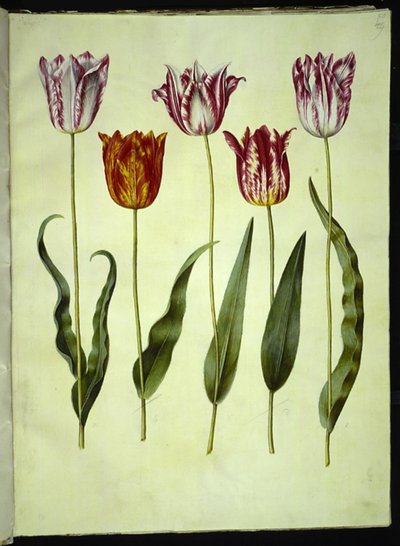 Tulipa gesneriana (har tulipan) av Hans Simon Holtzbecker