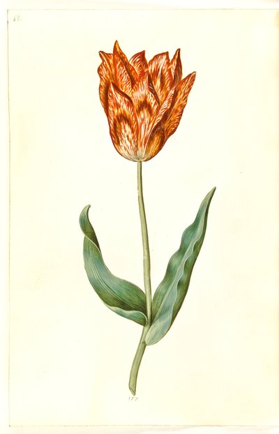 Tulipa gesneriana (har tulipan) av Hans Simon Holtzbecker