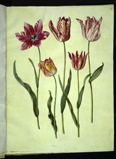 Tulipa gesneriana (har tulipan) av Hans Simon Holtzbecker