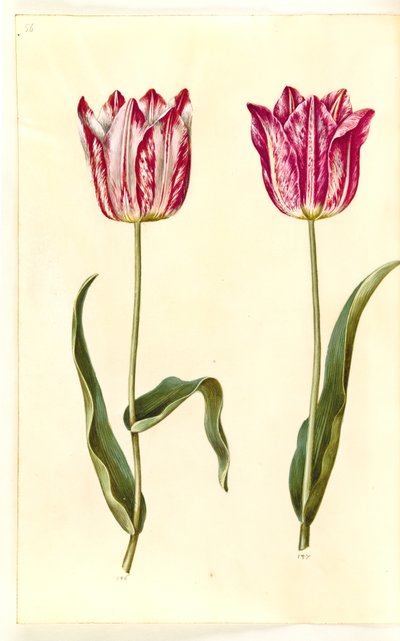 Tulipa gesneriana (har tulipan) av Hans Simon Holtzbecker