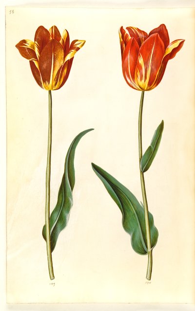 Tulipa gesneriana (har tulipan) av Hans Simon Holtzbecker