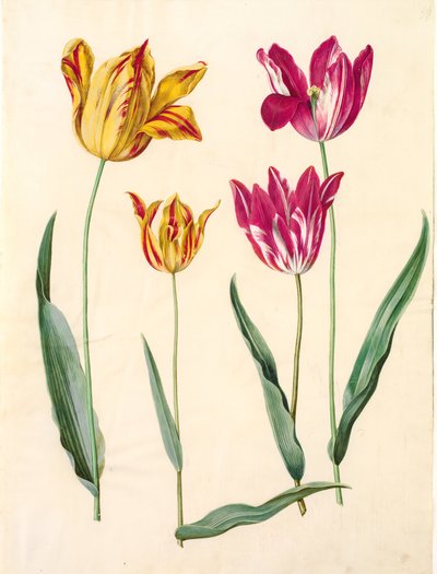 Tulipa gesneriana (har tulipan) av Hans Simon Holtzbecker