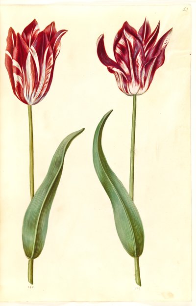 Tulipa gesneriana (har tulipan) av Hans Simon Holtzbecker
