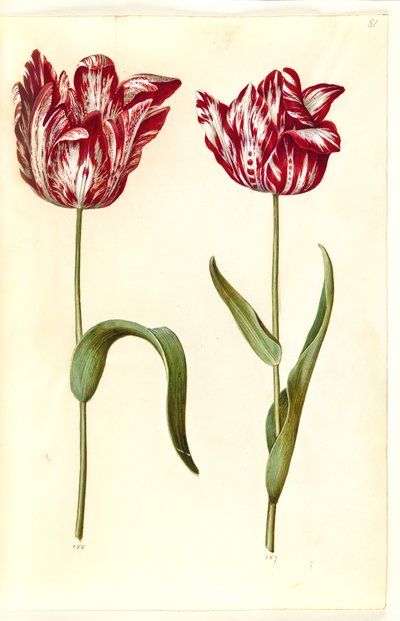Tulipa gesneriana (har tulipan) av Hans Simon Holtzbecker