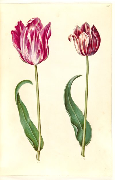 Tulipa gesneriana (har tulipan) av Hans Simon Holtzbecker