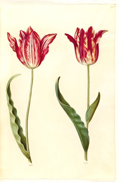 Tulipa gesneriana (har tulipan) av Hans Simon Holtzbecker