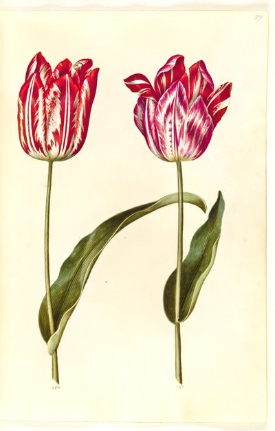 Tulipa gesneriana (har tulipan) av Hans Simon Holtzbecker