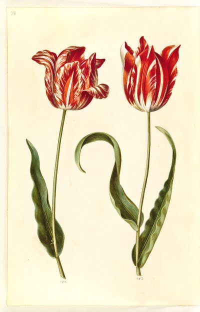 Tulipa gesneriana (har tulipan) av Hans Simon Holtzbecker