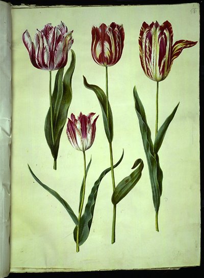 Tulipa gesneriana (har tulipan) av Hans Simon Holtzbecker