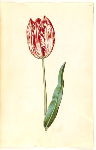 Tulipa gesneriana (har tulipan) av Hans Simon Holtzbecker