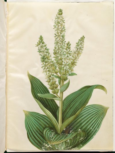 Veratrum album (hvitt sammenleggbart blad) av Hans Simon Holtzbecker