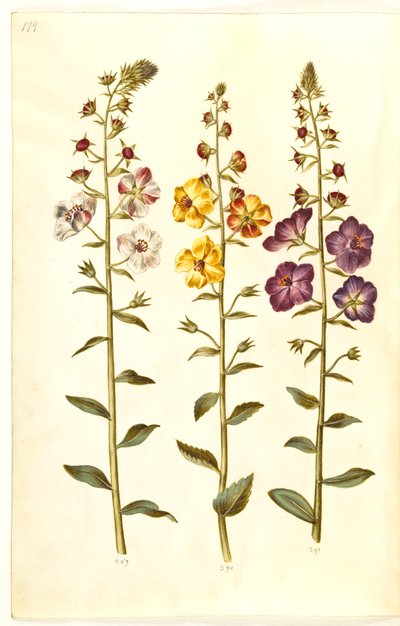 Verbascum blattaria (klase-kongelys); Fønikisk verbascum (lilla-kongelys) av Hans Simon Holtzbecker