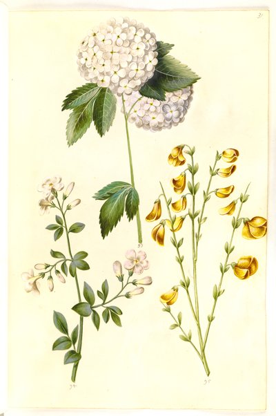 Viburnum opulus (vanlig snøball); Jasminum officinale (sjasmin); Cytisus scoparius (vanlig kost) av Hans Simon Holtzbecker