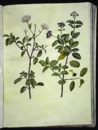 Viburnum tinus (vinter snøball) av Hans Simon Holtzbecker