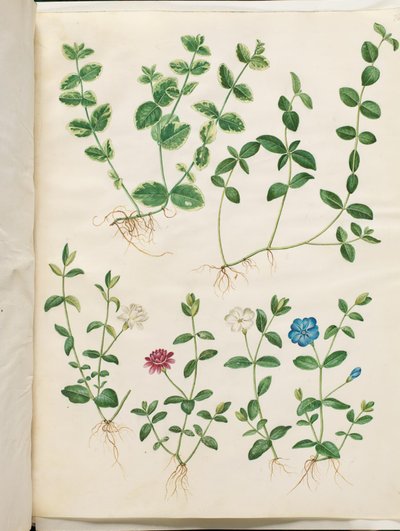 Vinca minor (liten eviggrønn) av Hans Simon Holtzbecker