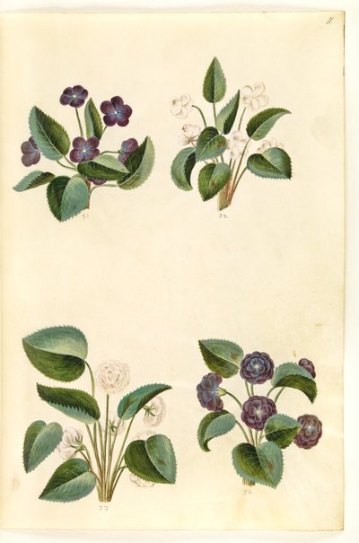 Viola odorata (marts-viol) av Hans Simon Holtzbecker