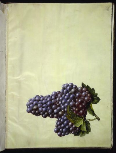 Vitis vinifera (vanlig vin) av Hans Simon Holtzbecker