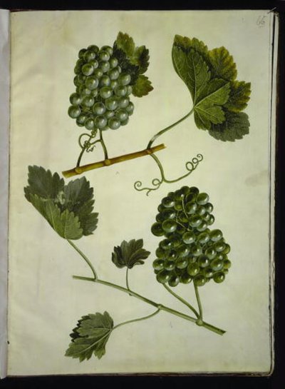 Vitis vinifera (vanlig vin) av Hans Simon Holtzbecker