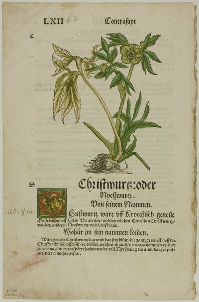 Christwurz (Hellebore) fra Herbarium (Kräuterbuch), plate 96 fra Tresnitt fra Books of the XVI Century av Hans Weiditz, II