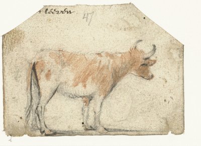 Ku, fra siden av Harmen ter Borch