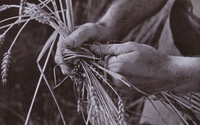 Lage stråbånd (s/hvitt-bilde) av Harold Burdekin
