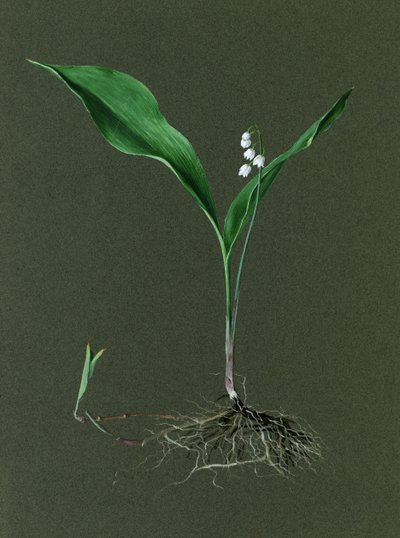 Convallaria Majalis Lily of the Valley, c1870-1 av Harold Drinkwater