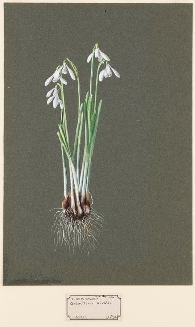 Galanthus nivalis L. Snøklokke, c1903-1915. av Harold Drinkwater
