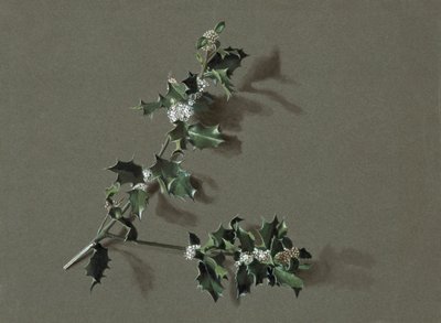 Ilex aquifolium L. Holly, c1870-1920. av Harold Drinkwater