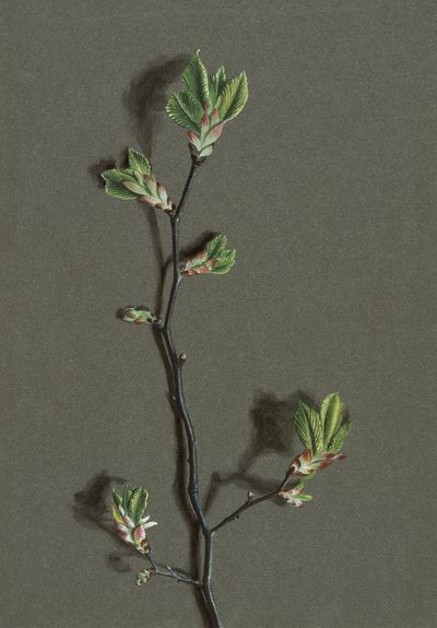 Ulmus glabra Huds Wych Elm, c1870-1920. av Harold Drinkwater