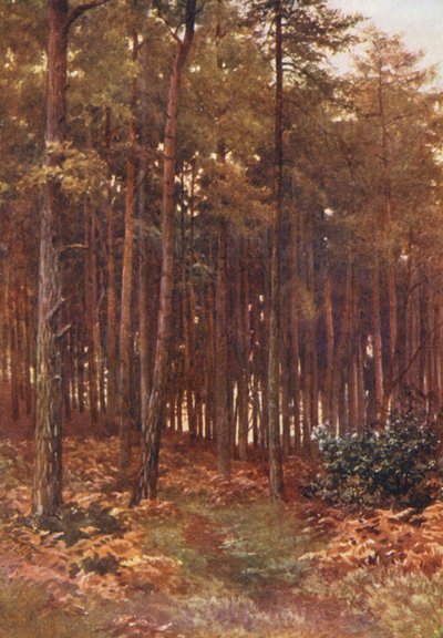  av Harold Sutton Palmer