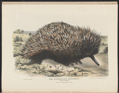 Pattedyr i Australia (Krefft) Nla.obj-33627803-15 The Australian Hedgehog av Harriet Morgan