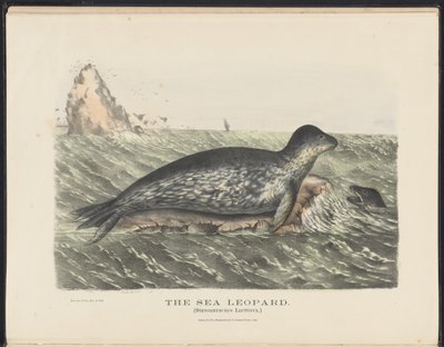 Pattedyr i Australia (Krefft) Nla.obj-33627803-5 Sjøleoparden av Harriet Morgan