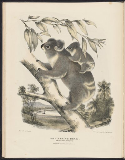 Pattedyr i Australia (Krefft) Nla.obj-33627803-7 Den innfødte bjørnen av Harriet Morgan