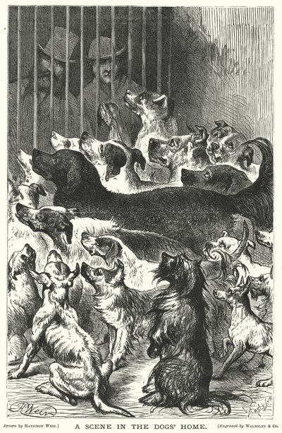 En scene i hundehjemmet av Harrison William Weir
