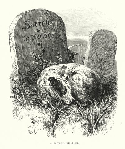 En trofast sørgende (gravering) av Harrison William Weir