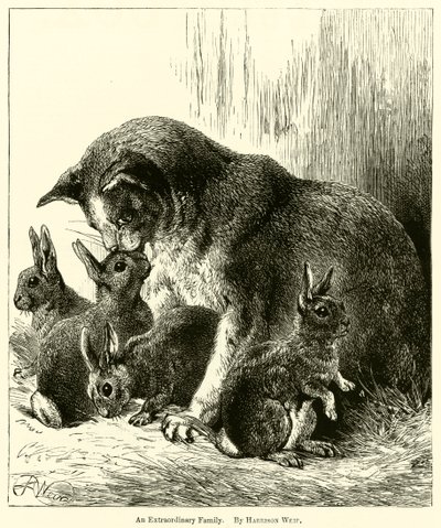 En ekstraordinær familie av Harrison William Weir