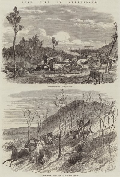 Bush-livet i Queensland av Harrison William Weir