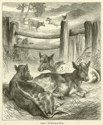 Kalver av Harrison William Weir