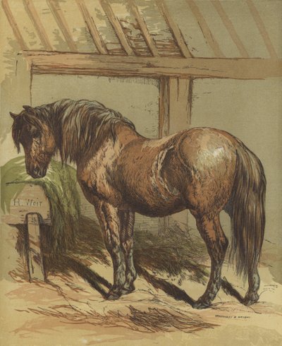 Charlie, hesten av Harrison William Weir