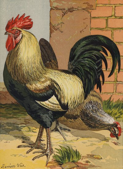 Fargede Dorkings (chromolitho) av Harrison William Weir
