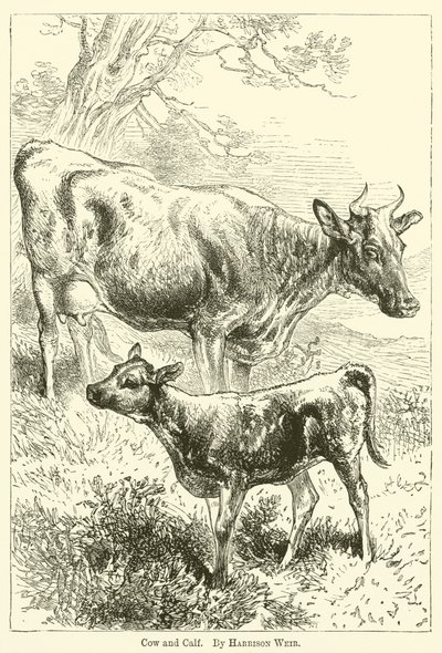 Ku og kalv av Harrison William Weir
